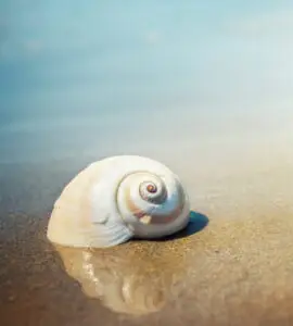 Experience rapid trauma healing with Brainspotting (BSP) at Harmony Harbor Counseling. This innovative therapy, developed by Dr. David Grand, uncovers and resolves trauma by identifying 'brain spots' within your visual field, providing deep access to the brain’s emotional centers. Combining focused eye positions with bilateral stimulation, BSP facilitates fast, effective processing of trauma, pain, and dissociation. Many clients report profound insights and breakthroughs, making Brainspotting a powerful tool for lasting healing. Discover this transformative approach to well-being today.