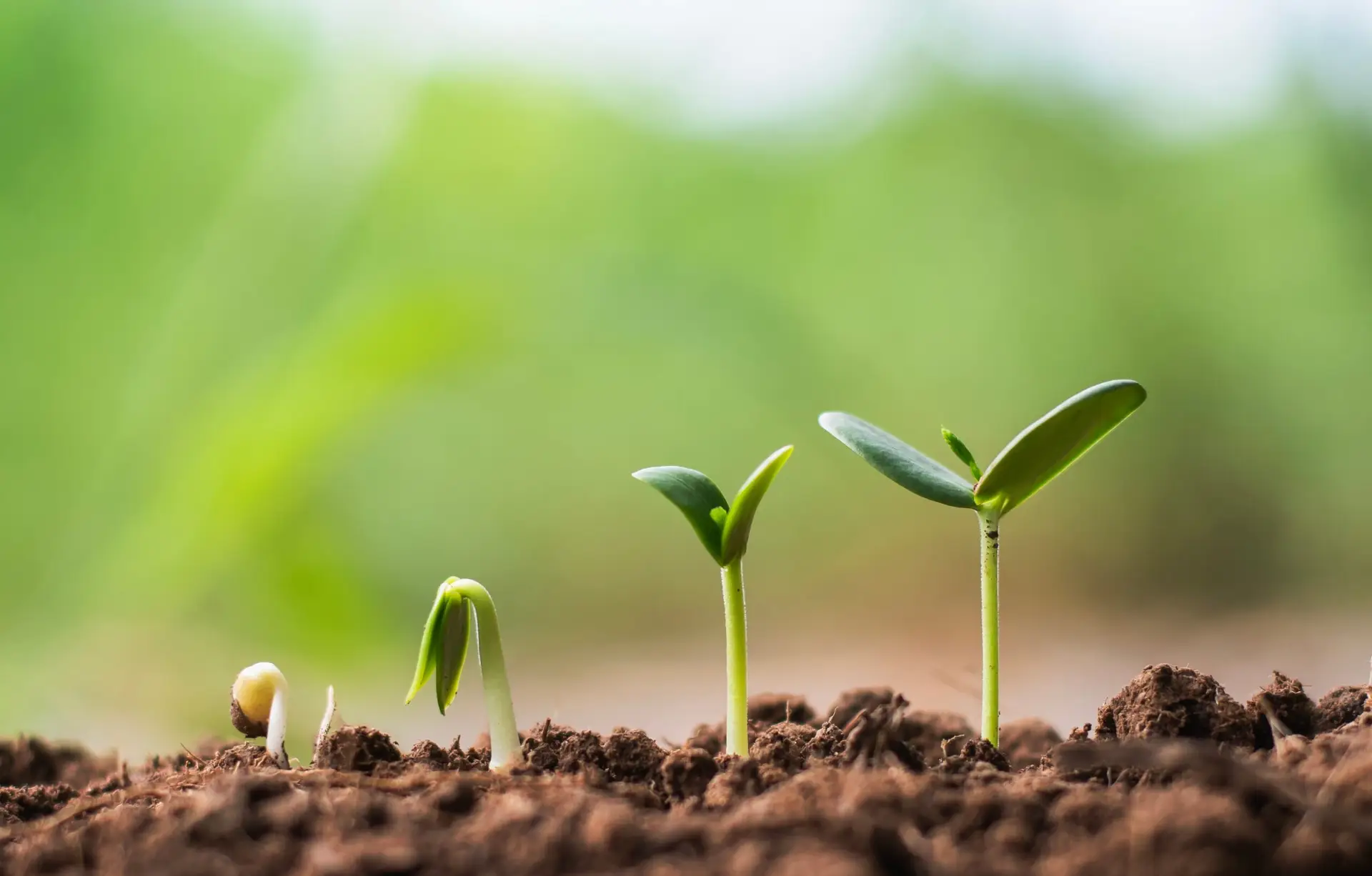 For many individuals navigating anxiety, trauma, depression, burnout, or life transitions, reconnecting with nature can be one of the most powerful and grounding healing tools available.