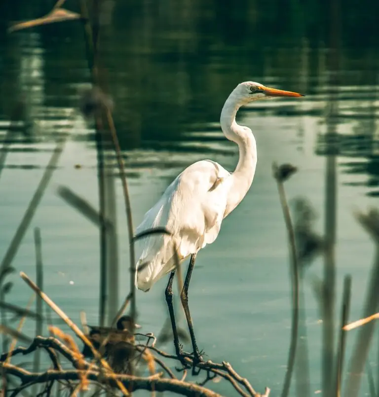 Techniques to Reduce Rumination & Overthinking